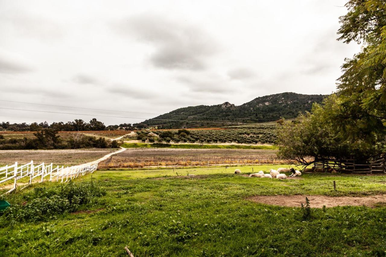 Ayama Wine Farm - Manor House Bed & Breakfast Wellington Bagian luar foto